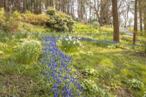 Muscari