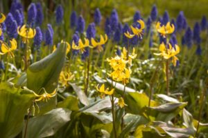 Erythronium & Muscari